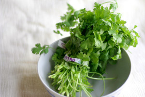 cilantro-l