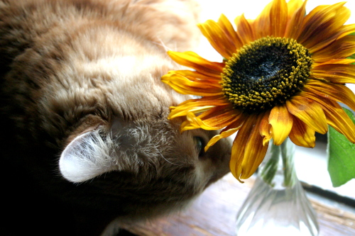 Max and a Sunflower